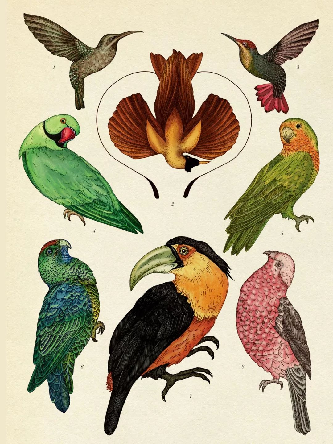 堪称一绝的野生动物画,世界动物画谱