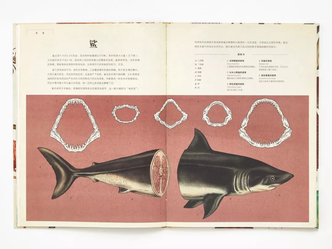 堪称一绝的野生动物画,世界动物画谱