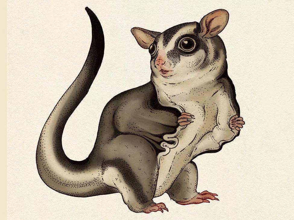 堪称一绝的野生动物画,世界动物画谱