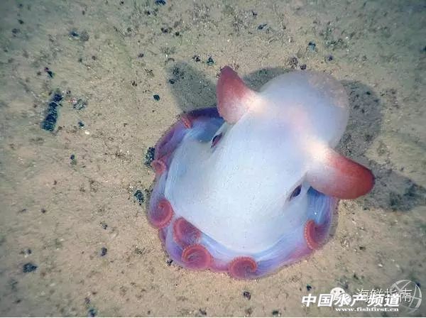 章鱼鱿鱼墨鱼乌贼区别,如何区分章鱼墨鱼鱿鱼