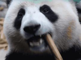 熊猫萌到什么程度,熊猫萌