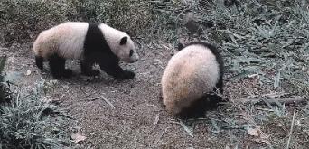 熊猫萌啦,熊猫萌化