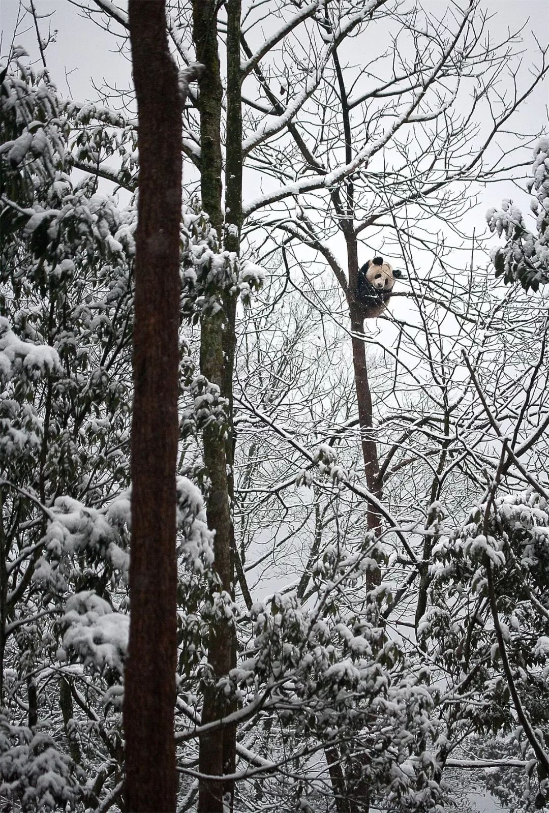 【荐读】熊猫:萌啥子哟,我是要雄起!