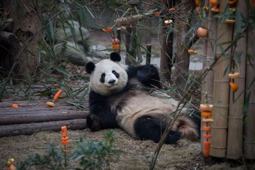 你才可爱你全家都可爱出处,你才可爱你全家都可爱怎么回