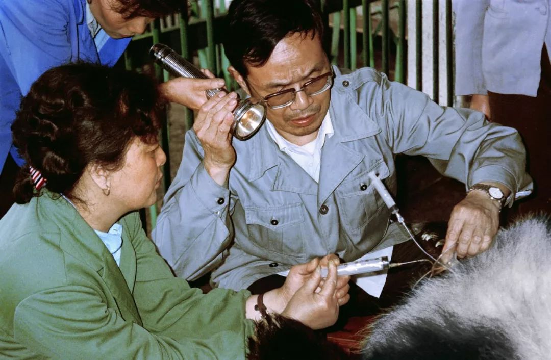 熊猫萌到什么程度,熊猫萌