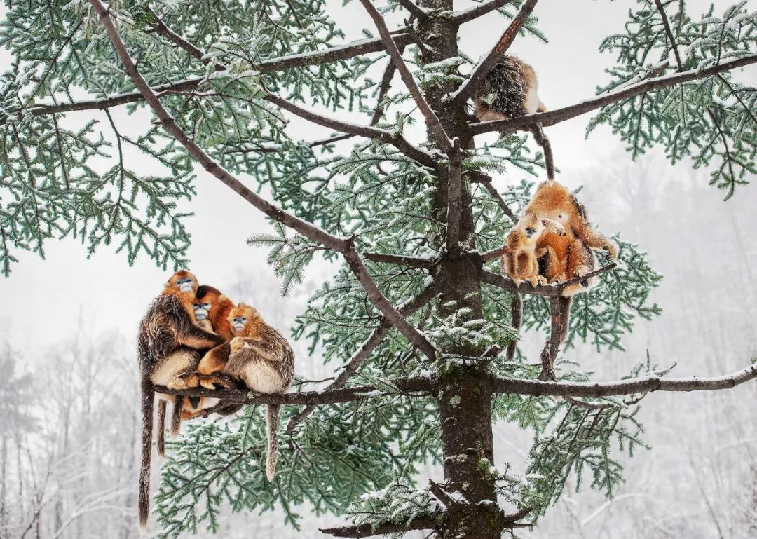 熊猫萌到什么程度,熊猫萌