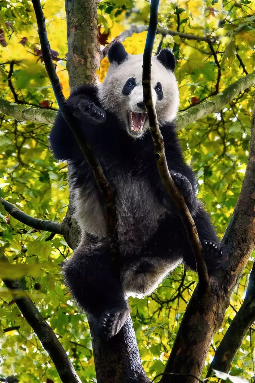 【荐读】熊猫:萌啥子哟,我是要雄起!