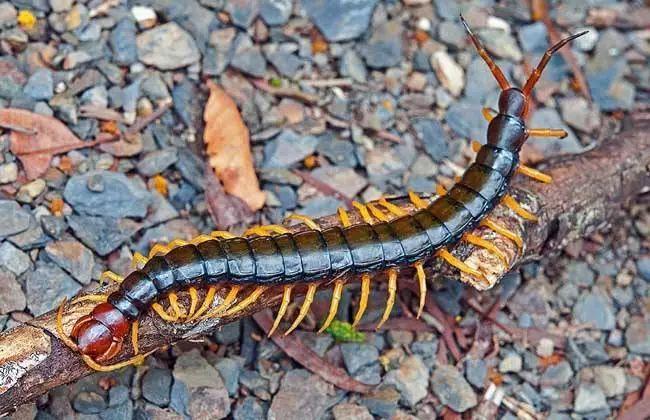 凌晨3点小女孩街头边跑边哭,江苏一女童深夜惊醒哭喊