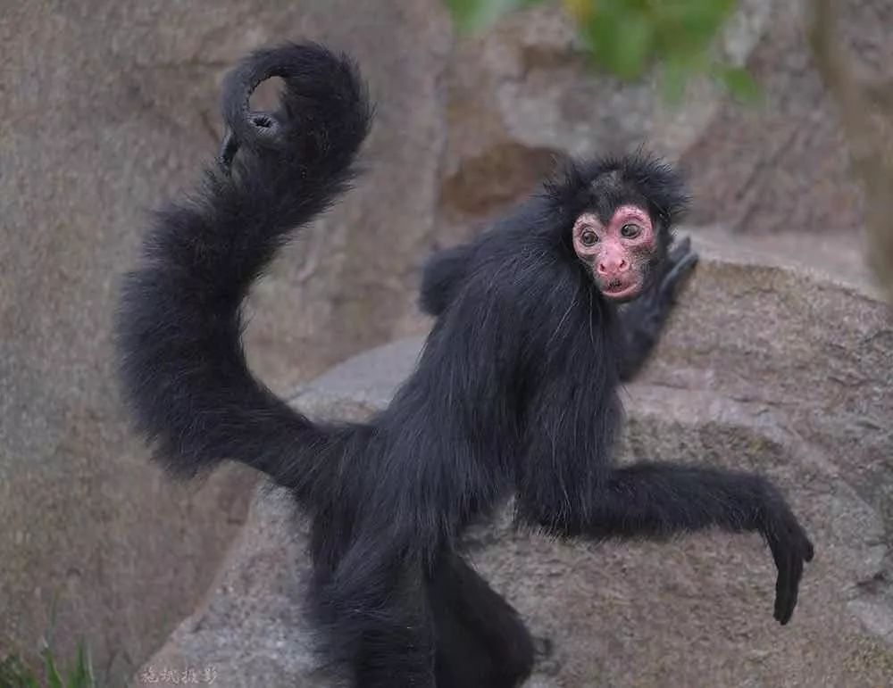 去处｜你真的知道怎么玩转上海野生动物园吗？最全指南在这里！