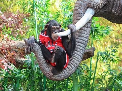 去处｜你真的知道怎么玩转上海野生动物园吗？最全指南在这里！