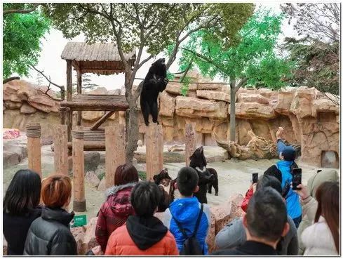 去处｜你真的知道怎么玩转上海野生动物园吗？最全指南在这里！