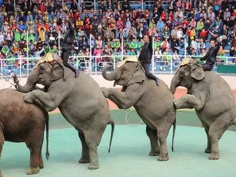 去处｜你真的知道怎么玩转上海野生动物园吗？最全指南在这里！