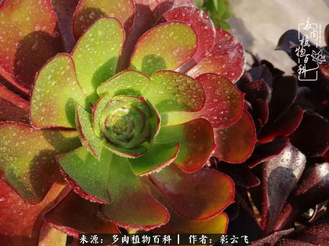 爱春天,爱阳光,爱法师!让我们一起跳法师坑吧!