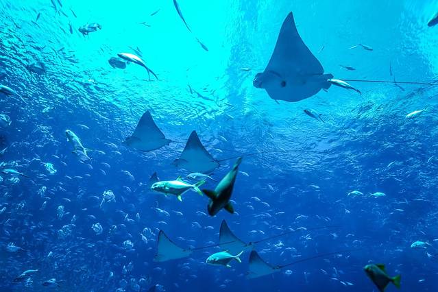 三亚带十岁孩子暑期旅游攻略,三亚旅游全攻略带孩子