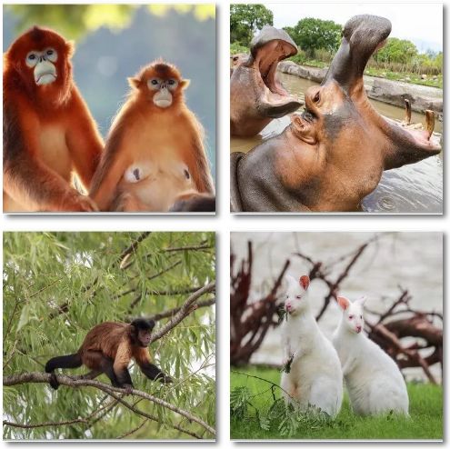 上海野生动物园游览攻略,上海野生动物园的旅游路线示意图