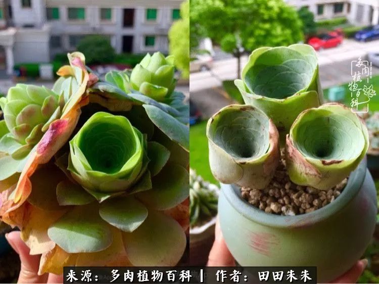 山地玫瑰爆侧芽要怎样养护,适合新手养的山地玫瑰