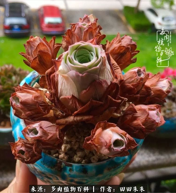 山地玫瑰爆侧芽要怎样养护,适合新手养的山地玫瑰