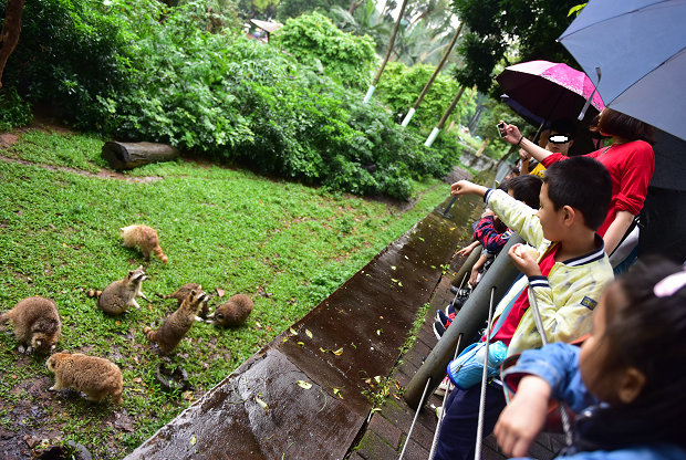广州动物园小浣熊太胖,广东动物园小浣熊