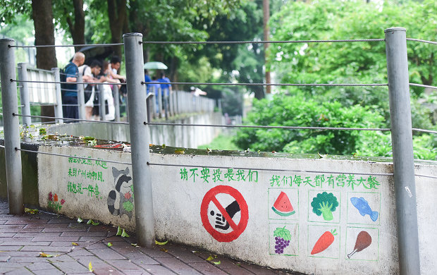 广州动物园小浣熊太胖,广东动物园小浣熊