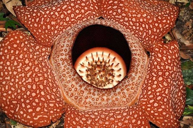 亚庇攻略三天两晚,亚庇选岛攻略