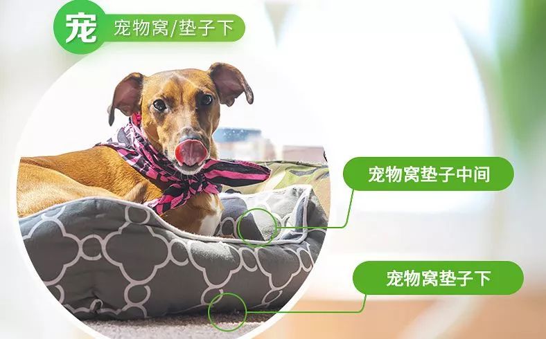 不用洗床单晒被子怎么除螨虫,螨虫去除妙招不用花露水