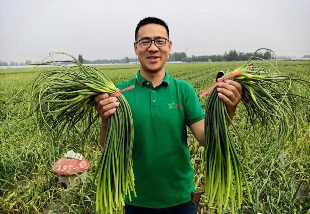 苍山蒜薹上市,2023年山东苍山蒜薹最新价格