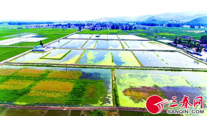 养殖龙虾几月下苗好,五月龙虾正肥时百亩秧苗迎春长