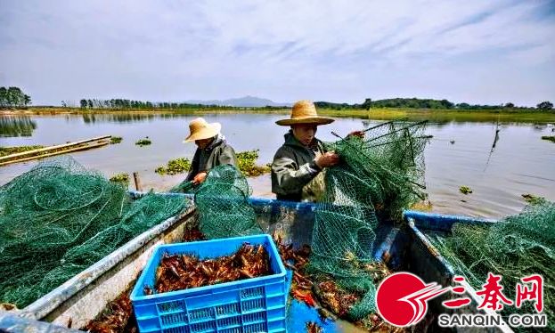 养殖龙虾几月下苗好,五月龙虾正肥时百亩秧苗迎春长