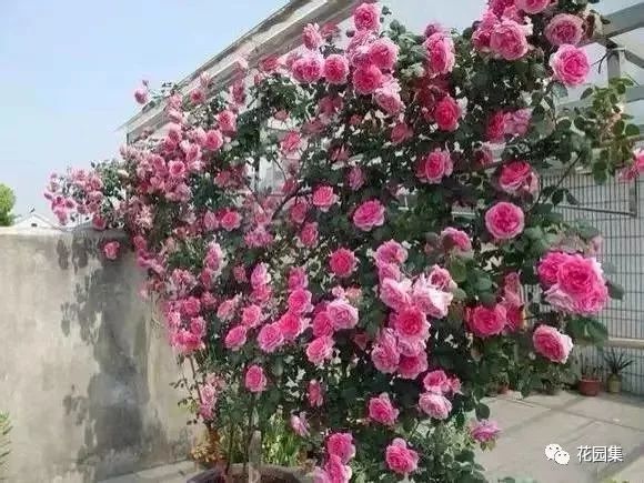 露台如何打造月季花墙,月季花墙图片大全欣赏
