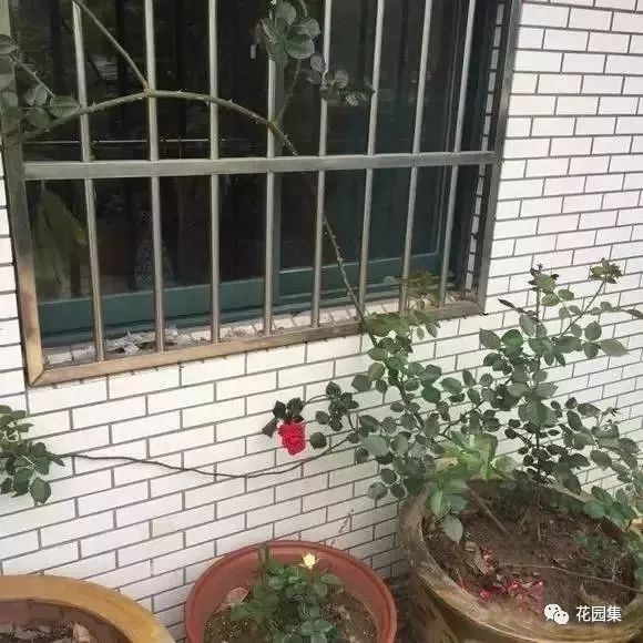 露台如何打造月季花墙,月季花墙图片大全欣赏