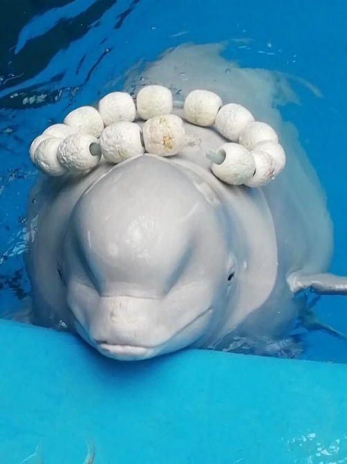 与海狮互动亲吻,亲吻海洋动物