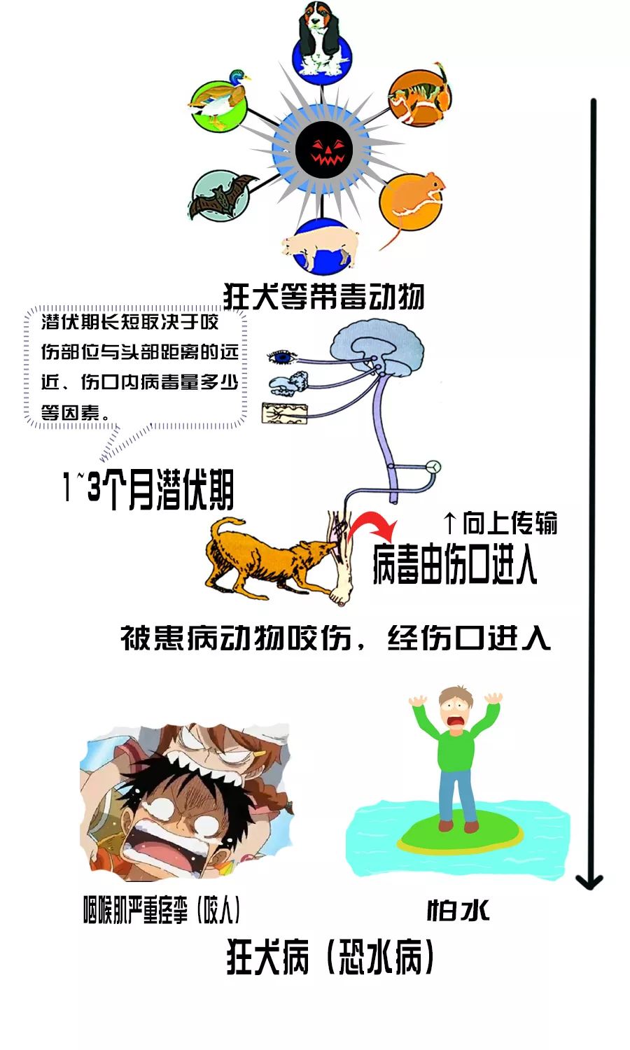 被咬伤感染狂犬病的概率,狂犬病和破伤风的表现有何不同