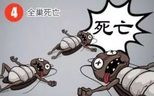 轻轻一贴蟑螂一窝端,广州蟑螂怎么消灭