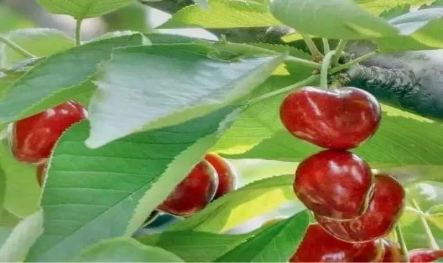 洛阳樱桃桑葚采摘最佳地点,洛阳樱桃桑葚采摘园