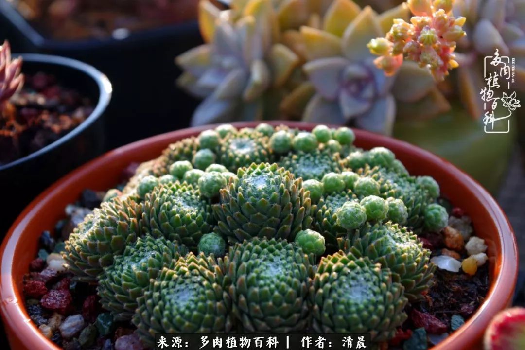 记录多肉开花的美好时光,清晨的多肉图片大全