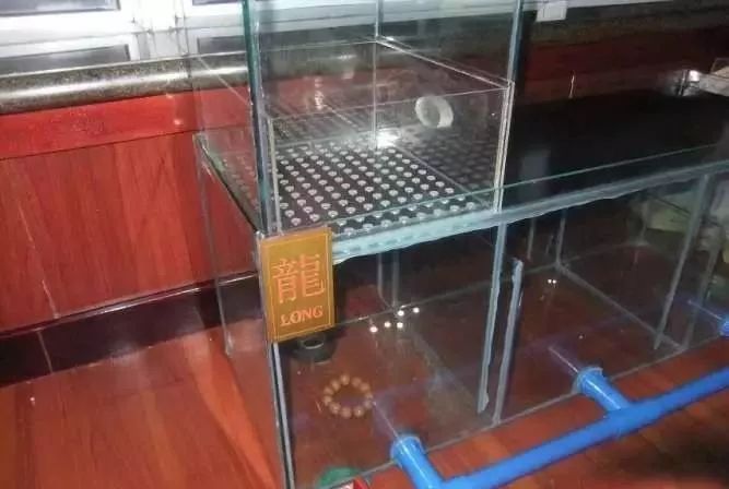 1.5米生态缸的用料及造景,1.2米的缸适合做什么缸