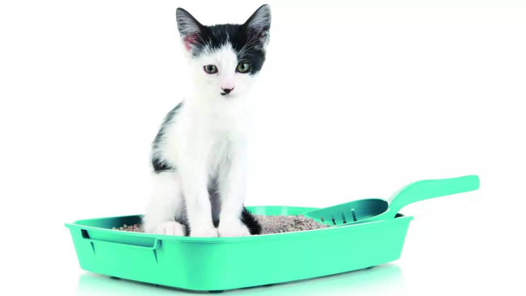 以人类身份生活的动物们,以人类血肉为食的生物