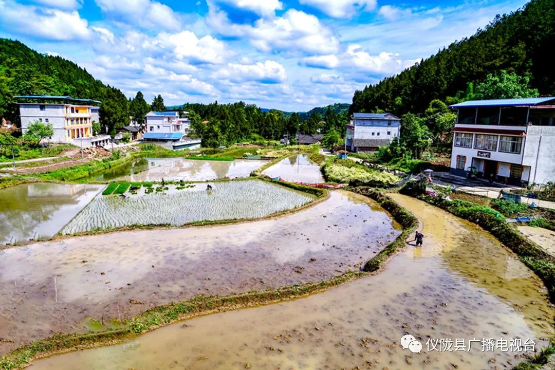 插秧感人的经历,插秧是一年中最重要的事儿