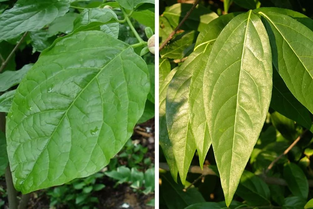 腊梅怎么开花,腊梅开花