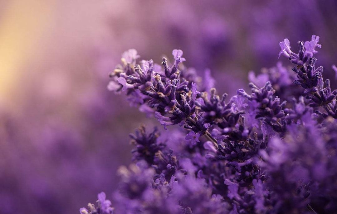 明星都在穿的不显腿粗的裤子,整个娱乐圈都在穿什么裙子