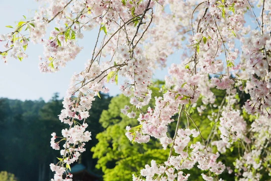 大阪|你错过了这座带仙气儿的寺庙,以及跳蚤市场和潮牌一条街…