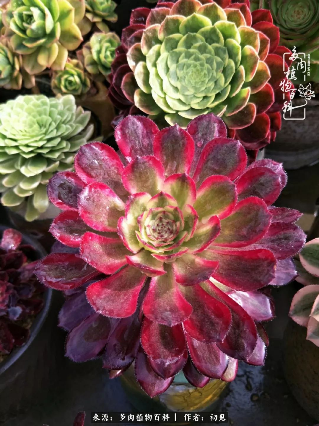 从开始养多肉就对多肉疯狂热爱,多肉美肉控养方法