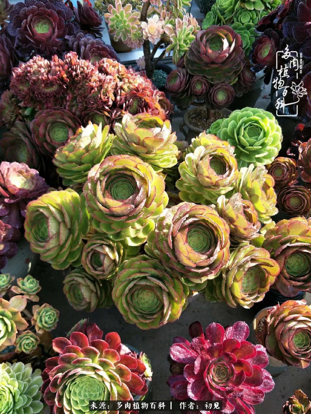 从开始养多肉就对多肉疯狂热爱,多肉美肉控养方法