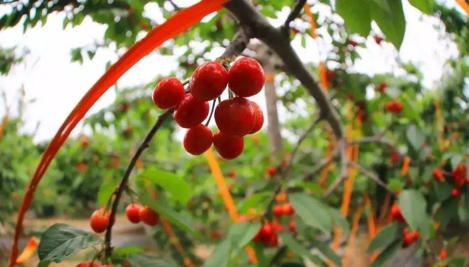 陕西的樱桃好吃,陕西大樱桃酸甜可口