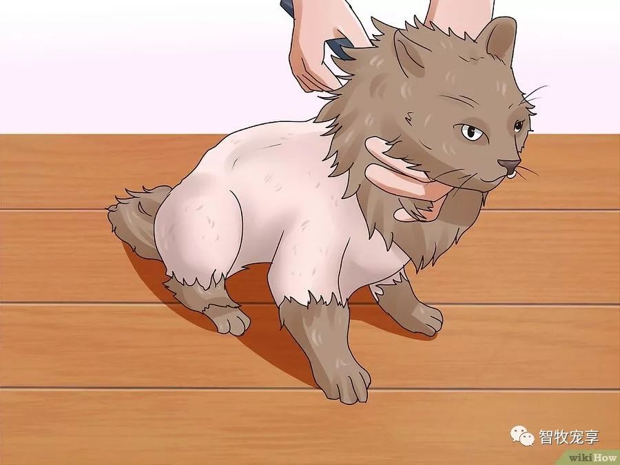 铲屎官如何利用猫毛,给猫剃毛用什么推子比较好