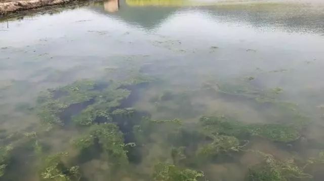 养螃蟹为什么要控青苔,螃蟹养殖用杀青苔药