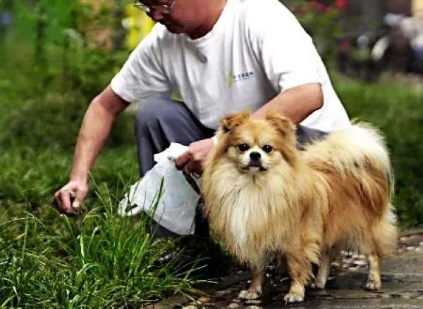 养狗交50万押金违法吗,养狗每年要交钱吗