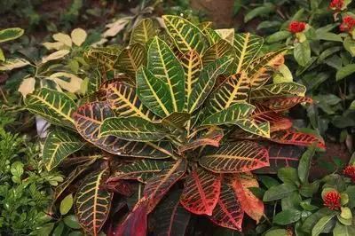 仙人掌养花知识,仙人掌养不死的诀窍