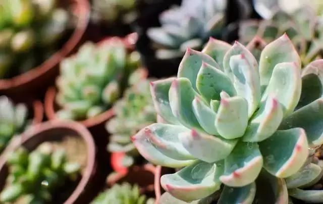 仙人掌养花知识,仙人掌养不死的诀窍