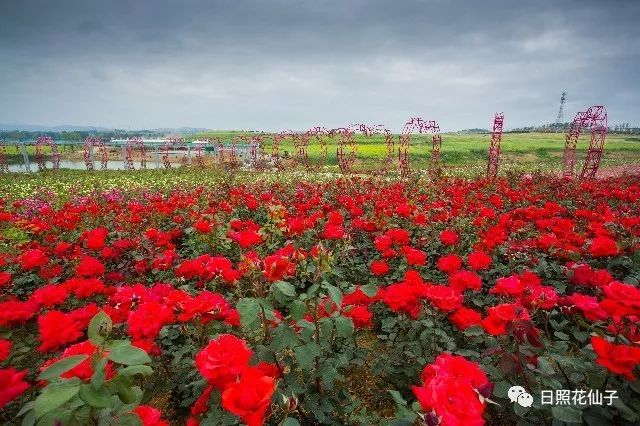 美炸了！初夏花仙子！有爱的人免费玩！把最美奉献给你！